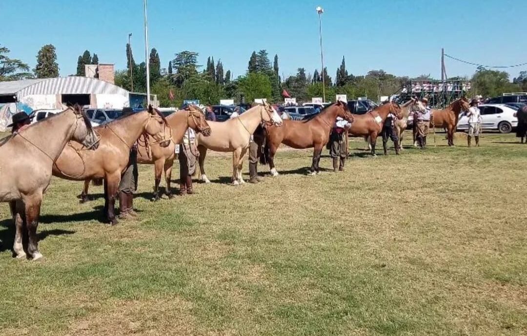 caballos criollos rural